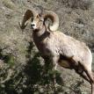 Big Horn Sheep