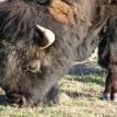 Awesome Bison