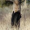 Bear cub (yearling) climbing  aTree