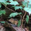 Forest Chipmunk in the Adirondacks