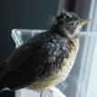 Baby Robin a lil older and very healthy