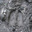 Moose tracks