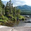 Amazing Moose habitat as this cow Moose looks for plants to feed on