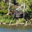 Large Female Moose