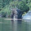 Moose munching away