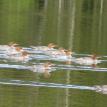 Mergansers on patrol