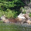 Masive Bulll Moose during filming trip July 2009