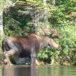 Amazing Bull Moose 