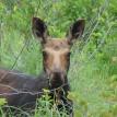 Young Moose saying "uhoh they see me"