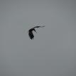 Eagle with Prey