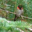Male Ruby Throated Hummingbird "tiny lil guy"