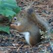 Red Squirrel