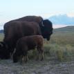 Bison family in Yellowstone