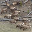 Elk Herd