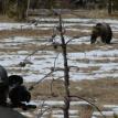 Filming a Grizzly Bear in the Northern Rockies
