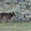 Gray Wolf