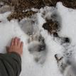 Grizzly tracks in the Northern Rockies