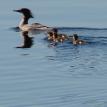 Family of Mergansers in northern NH