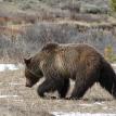 Large Grizzly Bear