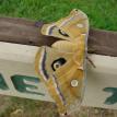 Promythius Moth on Sherburne Nature Center sign close up