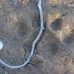 Very large Cougar track at our camp